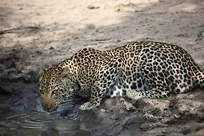 Karongwe Portfolio - Becks Safari Lodge