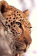 Karongwe Portfolio - Becks Safari Lodge