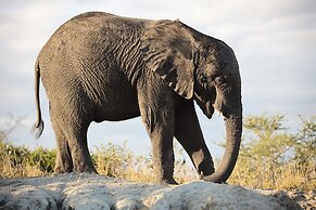 Karongwe Portfolio - Becks Safari Lodge