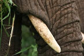 Karongwe Portfolio - Becks Safari Lodge