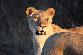 Karongwe Portfolio - Becks Safari Lodge