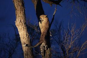 Karongwe Portfolio - Becks Safari Lodge