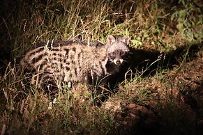 Karongwe Portfolio - Becks Safari Lodge