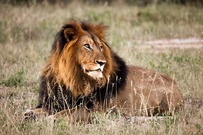 Karongwe Portfolio - Becks Safari Lodge