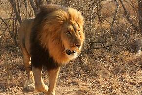 Karongwe Portfolio - Becks Safari Lodge