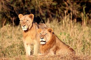 Karongwe Portfolio - Becks Safari Lodge