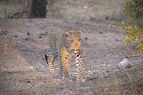 Karongwe Portfolio - Becks Safari Lodge