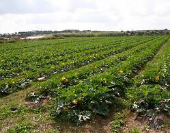 Agricampeggio Maccari