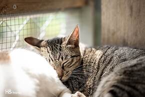 Seeking - Alishan Sunrise