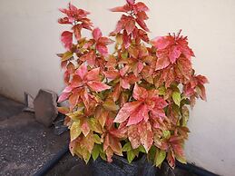 The Golden Apple Guest House