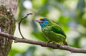 kenuson Yala
