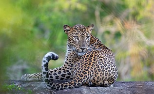 kenuson Yala