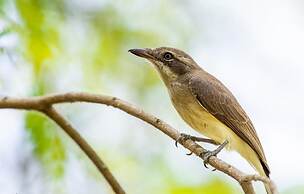 kenuson Yala