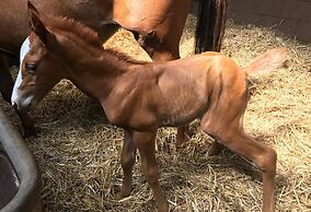 Country Inn Hotel Phöben