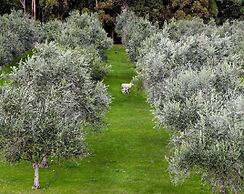 Olio Bello Lakeside Glamping