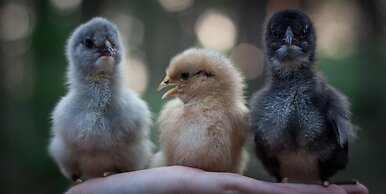 Balingup Heights Hilltop Forest Cottages