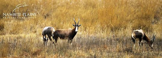 Nambiti Plains Private Game Lodge