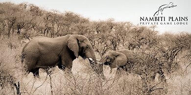 Nambiti Plains Private Game Lodge