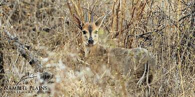Nambiti Plains Private Game Lodge