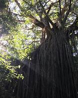 On The Wallaby Eco Lodge - Hostel