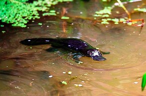 On The Wallaby Eco Lodge - Hostel