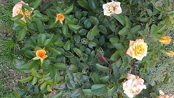 Tranquillity Spa Lodge