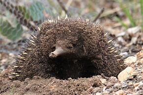 Down to Earth Farm Retreat