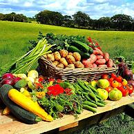 Ballylagan Organic Farm