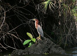 Zopango Orchids Island