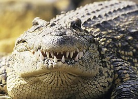 Delta Belle Boathouse