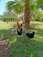 Marrakech African Queen