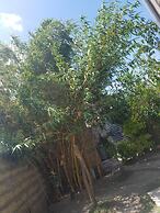 Safari Homestay