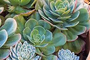 Healesville House - Magnolia House