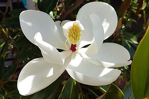 Healesville House - Magnolia House