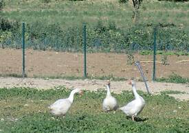 Angelucci Agriturismo con Camere e Agri Camping