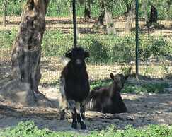 Angelucci Agriturismo con Camere e Agri Camping