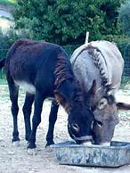 Angelucci Agriturismo con Camere e Agri Camping