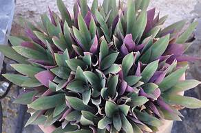 Hotel Riad Tigmin Eden