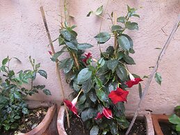 Trevi Elegance Suite