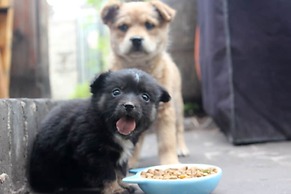 City Wall Old House.Ji Residence