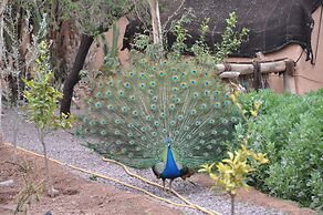 Ecolodge - La Palmeraie