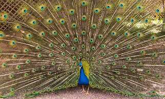 Ecolodge - La Palmeraie