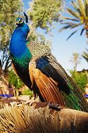 Ecolodge - La Palmeraie