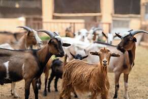 Ecolodge - La Palmeraie