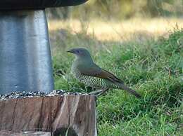 Bluegums Cabins Barrington Tops