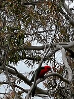 Bluegums Cabins Barrington Tops