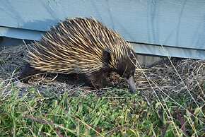 Bluegums Cabins Barrington Tops