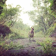 Bluegums Cabins Barrington Tops