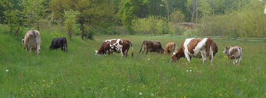 Agriturismo Cascina degli Ulivi