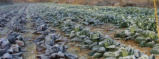 Agriturismo Cascina degli Ulivi